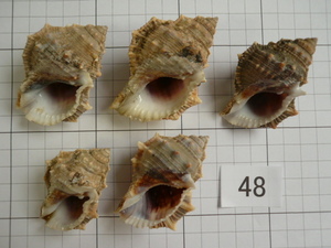 ■インテリア貝殻■水槽装飾/ヤドカリの引越しに■煮沸済み■48■中身を取り出した後，煮沸してあります■