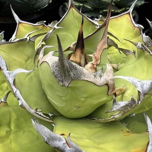 アガベ チタノタ 'オリバ' Agave titanota 'OLIVA' [IMPORT SELECT FROM EURO] 9の画像1