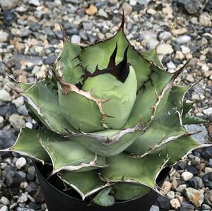 アガベ チタノタ '熊猫' agave titanota 'panda' 21