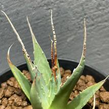 アガベ ユタエンシス エボリスピナ ' 陽炎 '(長棘TYPE) Agave utahensis eborispina ' 陽炎 ' (長棘TYPE) 5_画像4