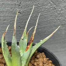 アガベ ユタエンシス エボリスピナ ' 陽炎 '(長棘TYPE) Agave utahensis eborispina ' 陽炎 ' (長棘TYPE) 5_画像5