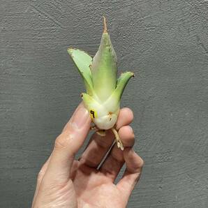 アガベ チタノタ 'オリバ' Agave titanota 'OLIVA' [IMPORT SELECT FROM EURO] 9の画像8