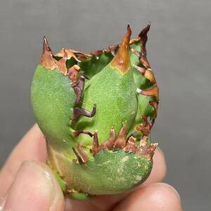 アガベ チタノタ 'レッドキャットウィーズル' agave titanota ' Red catweezle ' 13