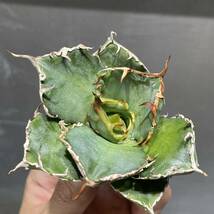 アガベ チタノタ ' 白鯨 ' agave titanota ' Hakugei ' 8_画像4