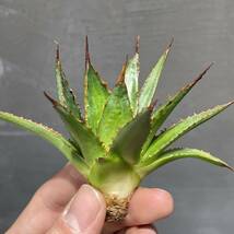 アガベ ホリダ 【N PLANTS SELECT #1】agave horrida【N PLANTS SELECT #1】15_画像3