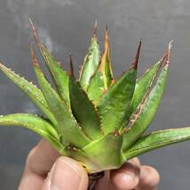 アガベ ホリダ 【N PLANTS SELECT #1】agave horrida【N PLANTS SELECT #1】15_画像2