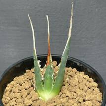 アガベ ユタエンシス エボリスピナ ' 陽炎 '(長棘TYPE) Agave utahensis eborispina ' 陽炎 ' (長棘TYPE) 19_画像2