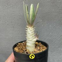 パキポディウム グラキリス pachypodium Gracilius 実生 2株セット 27_画像4