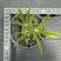 パキポディウム グラキリス pachypodium Gracilius 実生 28_画像6