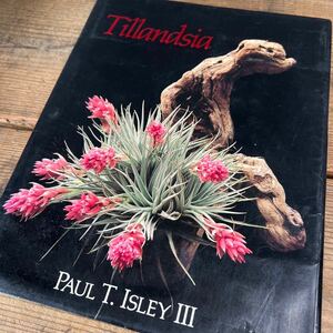 チランジア ストリクタ Tillandsia stricta 'Paul Book Cover' From T'S TROPICALS ①