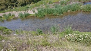 ●●即決●活餌!!岐阜県産、ミナミヌマエビ100匹+α●2～4cm 岐阜県産●翌日発送にご協力を。