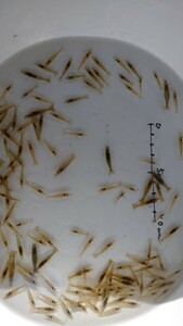 300匹発送●即決●活餌!!岐阜県産、ミナミヌマエビ300匹+α●2～4cm 岐阜県産●ヤマト着払い◯b