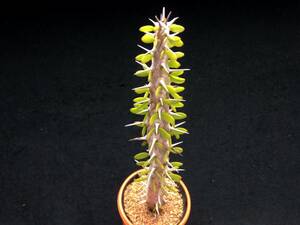 【procera】アローディア☆多肉植物☆サボテン