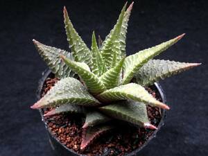 【limifolia v. schuldtiana】ハオルチア☆多肉植物☆サボテン