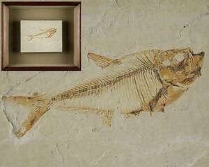 始新世 化石標本 魚 額装 アメリカ ワイオミング州 [Y1らぺ]