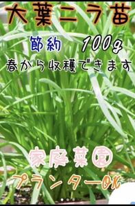 4.無農薬　大葉ニラ　苗　20本　野菜　家庭菜園