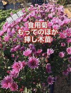 無農薬 食用菊 もってのほか 挿し木苗 5本 野菜 花 家庭菜園 栽培 節約