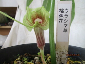 山野草　ウラシマソウ桃色花