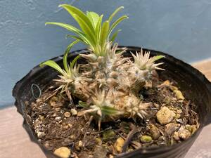 C1.パキポディウム デンシフローラム Pachypodium densiflorum var. densiflorum 同梱可！