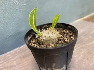 1円売切り！パキポディウム・ブレビカウレ(恵比寿笑い)　Pachypodium brevicaule ssp. leucoxanthum 同梱可！