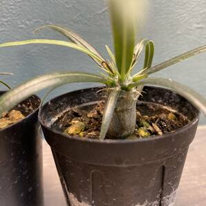 1円売切り！S2.パキポディウム グラキリス 2株セット Pachypodium rosulatum var. gracilius 実生 同梱可の画像2