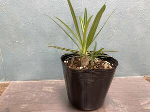 1円売切り！M5.パキポディウム グラキリス　Pachypodium rosulatum var. gracilius 実生 同梱可