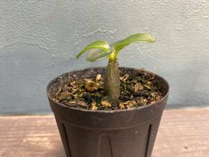 1円売切り！2.パキポディウム ウィンゾリー Pachypodium windsorii 実生 同梱可!!