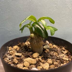 1円売切り！3.パキポディウム ウィンゾリー Pachypodium windsorii 実生 同梱可!!の画像2