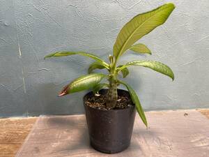 1円売切り！V2.パキポディウム バロニー　 Pachypodium baronii 同梱可！