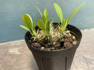 1円売切り！パキポディウム デンシフローラム Pachypodium densiflorum var. densiflorum 同梱可！