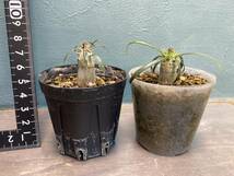 1円売切り！A4.パキポディウム グラキリス 2株セット　Pachypodium rosulatum var. gracilius 実生 同梱可_画像5