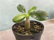 1円売切り！2.パキポディウム ウィンゾリー Pachypodium windsorii 実生 同梱可!!_画像5