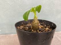 1円売切り！5.パキポディウム ウィンゾリー Pachypodium windsorii 実生 同梱可!! _画像2