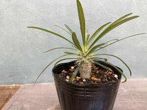 1円売切り！1.パキポディウム グラキリス 　Pachypodium rosulatum var. gracilius 実生 同梱可