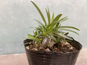 1円売切り！2.パキポディウム グラキリス 　Pachypodium rosulatum var. gracilius 実生 同梱可