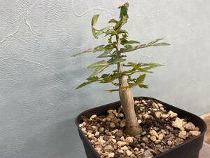 A.ブルセラ ファガロイデス Bursera fagaroides 実生 同梱可