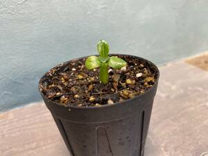 1円売切り！A2.パキポディウム ウィンゾリー Pachypodium windsorii 実生 同梱可!!