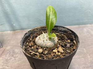 1円売切り！パキポディウム・ブレビカウレ(恵比寿笑い)　Pachypodium brevicaule 同梱可！