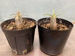 1円売切り！X1.パキポディウム グラキリス 2株セット　Pachypodium rosulatum var. gracilius 実生 同梱可