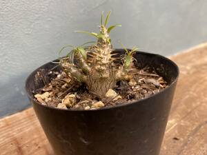 1円売切り！V2.パキポディウム グラキリス 　Pachypodium rosulatum var. gracilius 実生 同梱可