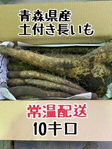 青森県産！土付き長芋　10キロ