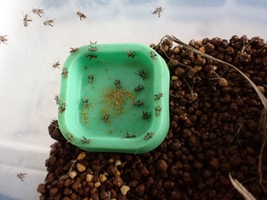 秋の鳴く虫　千葉県産　マツムシ孵化幼虫１０匹＋死着保証２匹
