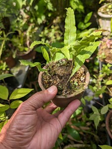 山野草、シダ植物、観葉植物「ホテイシダ」１鉢