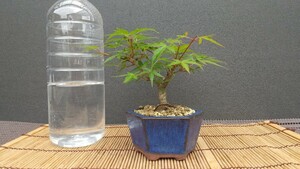  mini bonsai Mai . maple my hi memory miji. leaf 