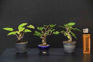 [kalakogi maple ] mini bonsai |3 points collection ]