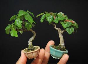 [. sama maple ]. water pot. Kiyoshi heart pot |2 points collection | mini bonsai ]