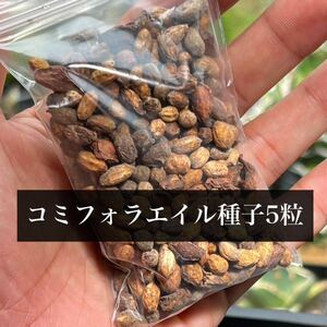 ⑤【種子5粒】ソマリア産 Commiphora sp. Eyl（コミフォラ　エイル） 