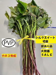 ▲ 店舗販売品 訳あり 品 シルクスイート 切 苗 20 本 入り カネコ 育成 PVP ● しるくすいーと 正規登録品 土壌消毒 サツマイモ 芋