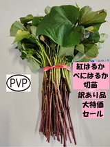 ◎ 店頭販売品 訳あり品 べにはるか 切 苗 50 本 入り 束 PVP ● 正規 登録 品種 土壌消毒 紅 はるか サツマイモ なえ ハルカ さつまいも_画像1