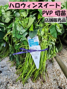 店舗販売品 訳あり ハロウィン スウィート PVP 切 苗 店 舗 販売品 70 本 束 ● サツマイモ 登録品種 正規 ● オレンジ 果肉 いも土壌消毒